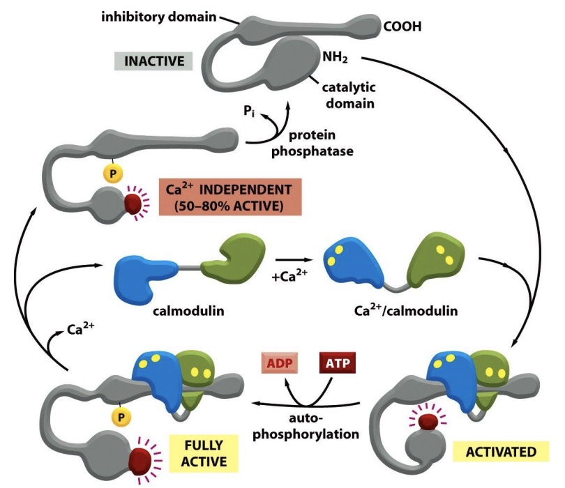 <p>Ca²⁺ binds to calmodulin, which then binds to CaMKII. CaMKII phosphorylates itself + becomes active. </p><p>Even when Ca2+ levels in the cell decrease because it has autophosphorylated. - some sort of molecular memory as it remm=embers the presence of calcium and it’s still active.</p>