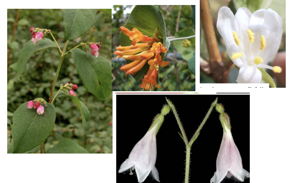 <p>Caprifoliaceae</p>