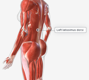 <p>Lat-</p>
