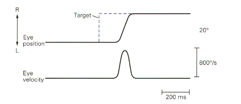 <p>waveform of saccades </p>