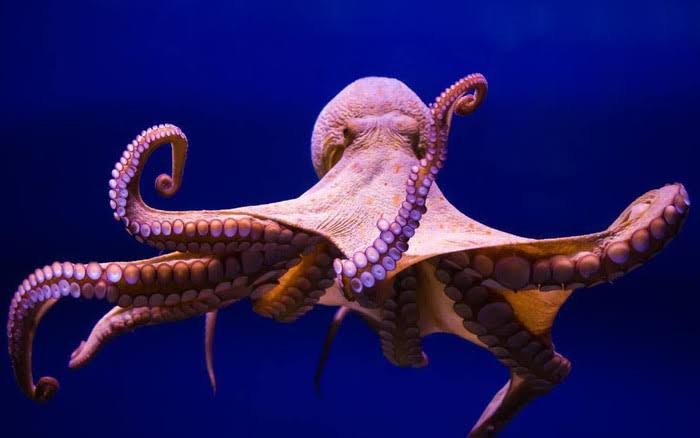 <p>octopus</p>