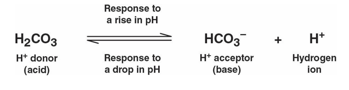 <p>substances that minimize changes in H+ and OH- by neutralizing the effects of the acid or base added</p><ul><li><p>typically a weak acid and base that work by absorbing H+ protons when they are in excess or donating them when they are depleted</p></li></ul><p></p>