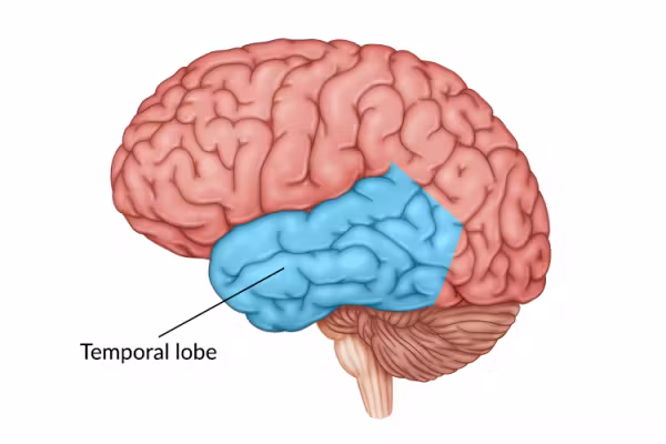 <p>Receives and processes auditory information and memory formation</p>