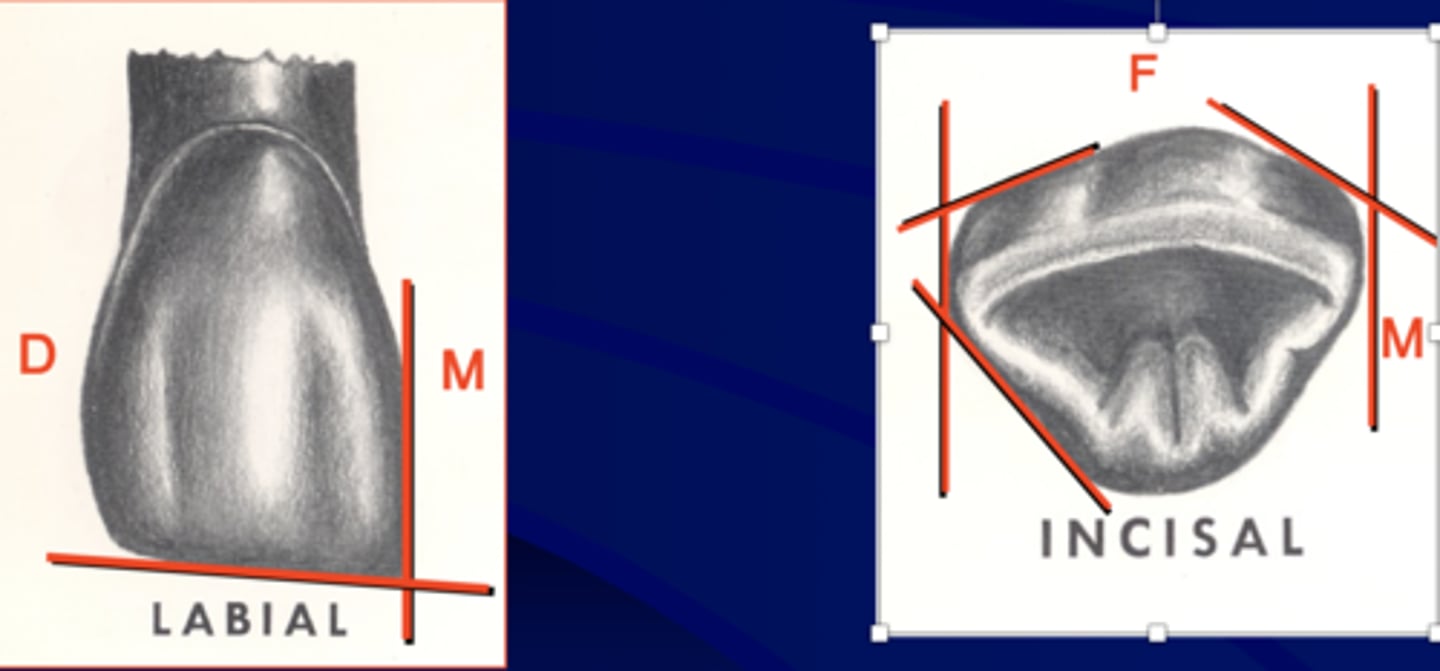 <p>formed by the junction of two surfaces</p>