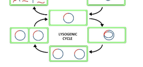 <p><span style="background-color: transparent;">Under certain circumstances and/or in particular cells, however, virus infection leads to a state of coexistence between the cell and infecting virus, which can persist for as long as the life of the host. Often in such a case, the virus induces some type of change in the cell so that the viral and cellular genomes are replicated in synchrony. <u>This process is called </u><strong><u>lysogeny</u></strong><u> in bacterial cells and </u><strong><u>transformation</u></strong><u> in animal and plant cells.</u></span><br></p><ul><li><p>the virus and infected cell can coexist </p></li></ul><ul><li><p>when the cell replicates its genome, the cell and virus DNAs are copied</p></li><li><p>long term<br><br><span style="background-color: transparent;">The virus lives alongside the cell</span></p></li></ul><p></p>