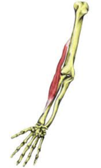 <p>anterior, superficial, fleshy part of forearm, crosses elbow joint, slacks when elbow flexed</p>