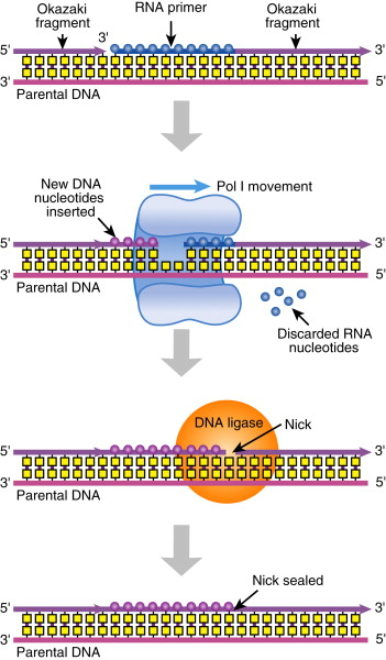 <ul><li><p>prokaryotic DNA polymerase</p><ul><li><p><strong>removes RNA primer and starts synthesis </strong></p></li></ul></li></ul><p></p>