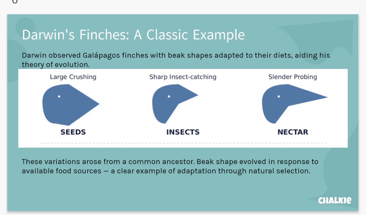 <ol><li><p>Populations</p></li><li><p>• Natural selection:Where advantageous traits become more common</p></li></ol><p>• Genetic drift: random changes in the frequency of alleles, especially in small populations</p><p>• Mutation: new genetic variation from DNA changes</p><p>• Gene flow: gene movement via migration</p><ol start="3"><li><p>Generations</p></li><li><p>DNA</p></li><li><p>Populations</p></li><li><p>Traits</p></li><li><p>Bacteria</p></li></ol><p></p>