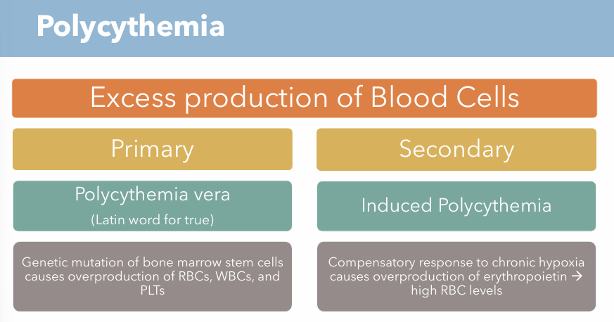 <p>Genetic mutation of bone marrow stem cells causes overproduction of RBCs, WBCs, and PLTs</p>