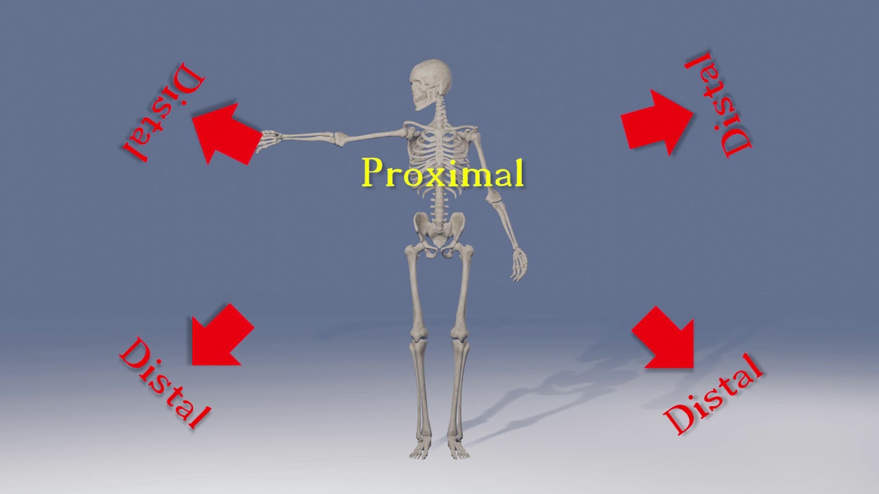 <p>Proximal = Closer to origin of body part</p><ul><li><p>Closer to attachment of limb (For GI = Closer to mouth)</p></li></ul><p>Distal “DISTANCE” = Further from origin of body part</p><ul><li><p>Further from attachment of limb (For GI = Further from mouth)</p></li></ul><p><em>Upper limb attachment is shoulder joint, Lower limb attachment is hip joint</em></p><p>Ex: Elbow proximal to wrist, wrist distal to elbow</p>