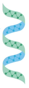 <p>The coil formation of a secondary structure</p>