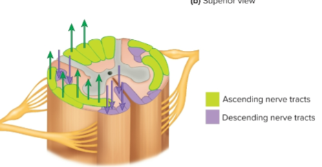 <ul><li><p>certain spots in the spinal cord consists of ________</p></li><li><p>ascending is afferent or sensory infromation that goes up to the brain</p></li><li><p>descending is efferent or motor information being sent to the PNS</p></li></ul><p></p>