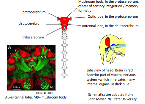 <p>protocerebrum containing mushroom body and optic lobe, deutocerebrum containing antennal lobe, and tritocerebrum</p>