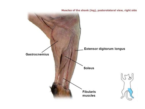 <p>Calf muscle; back of the lower hindleg</p>