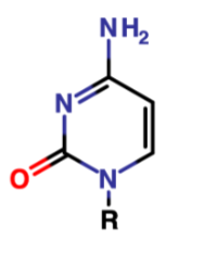 <p>Name the ring and the nucleotide</p>