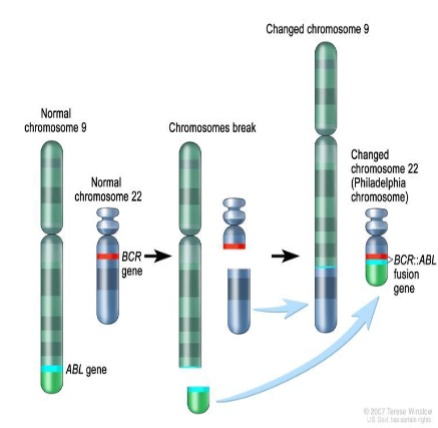 <p>BCR-ABL1 fusion gene, which is usually derived from a balanced translocation between the long arms of chromosomes 9 and 22, t(9;22) (q34;q11), resulting in a derivative chromosome known as the Philadelphia (Ph) chromosome</p>