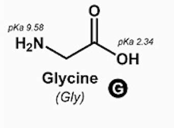 <p>Glycine (Gly, G)</p>