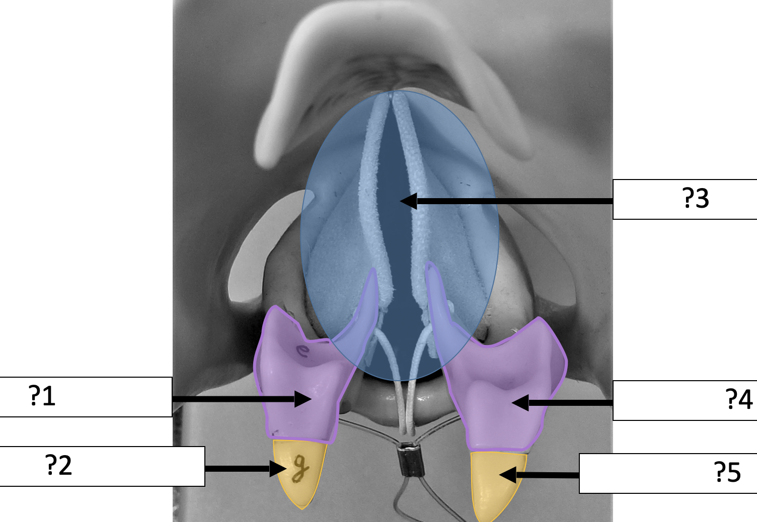 <p>2 Name the structure? </p>