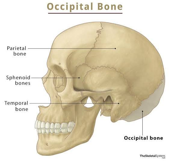 <p>1 bone. Back/base of skull. Posterior bones</p>