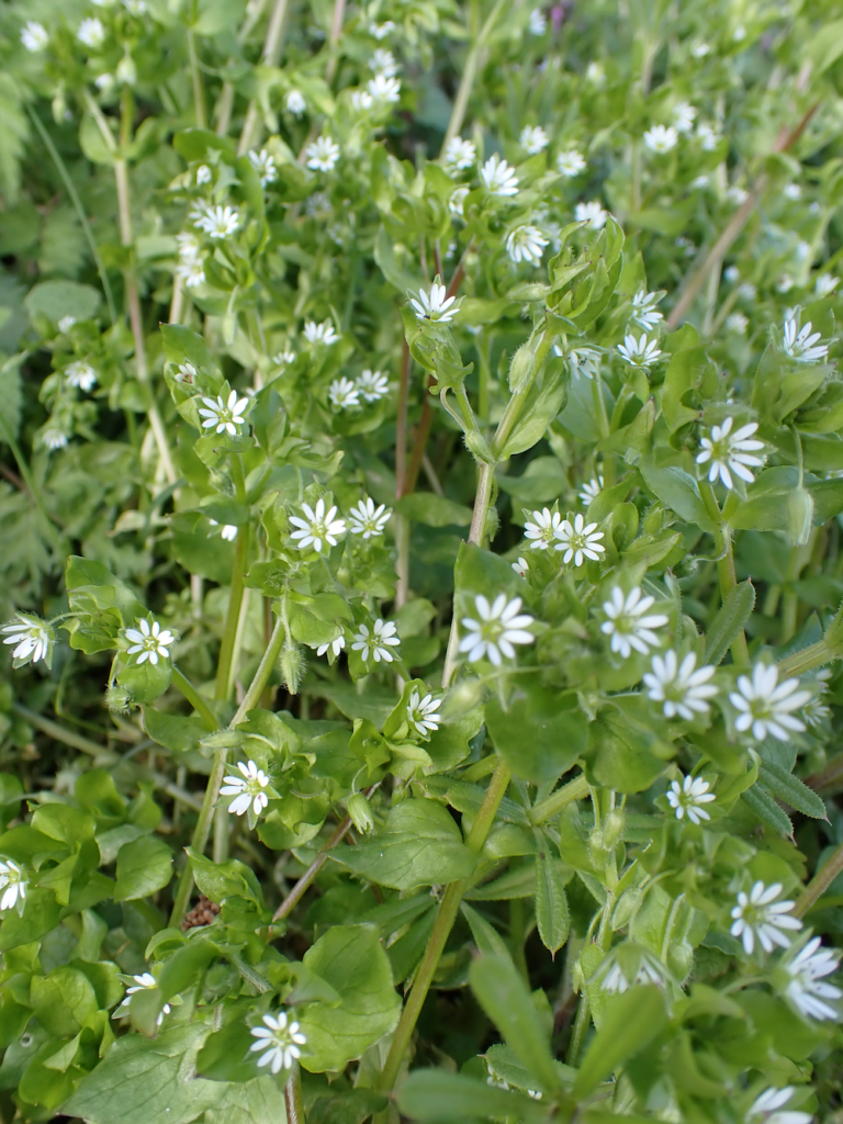 <p>A low sprawling plant with small opposite leaves and tiny white flowers featuring deeply notched petals that appear to be 10 in number.</p>