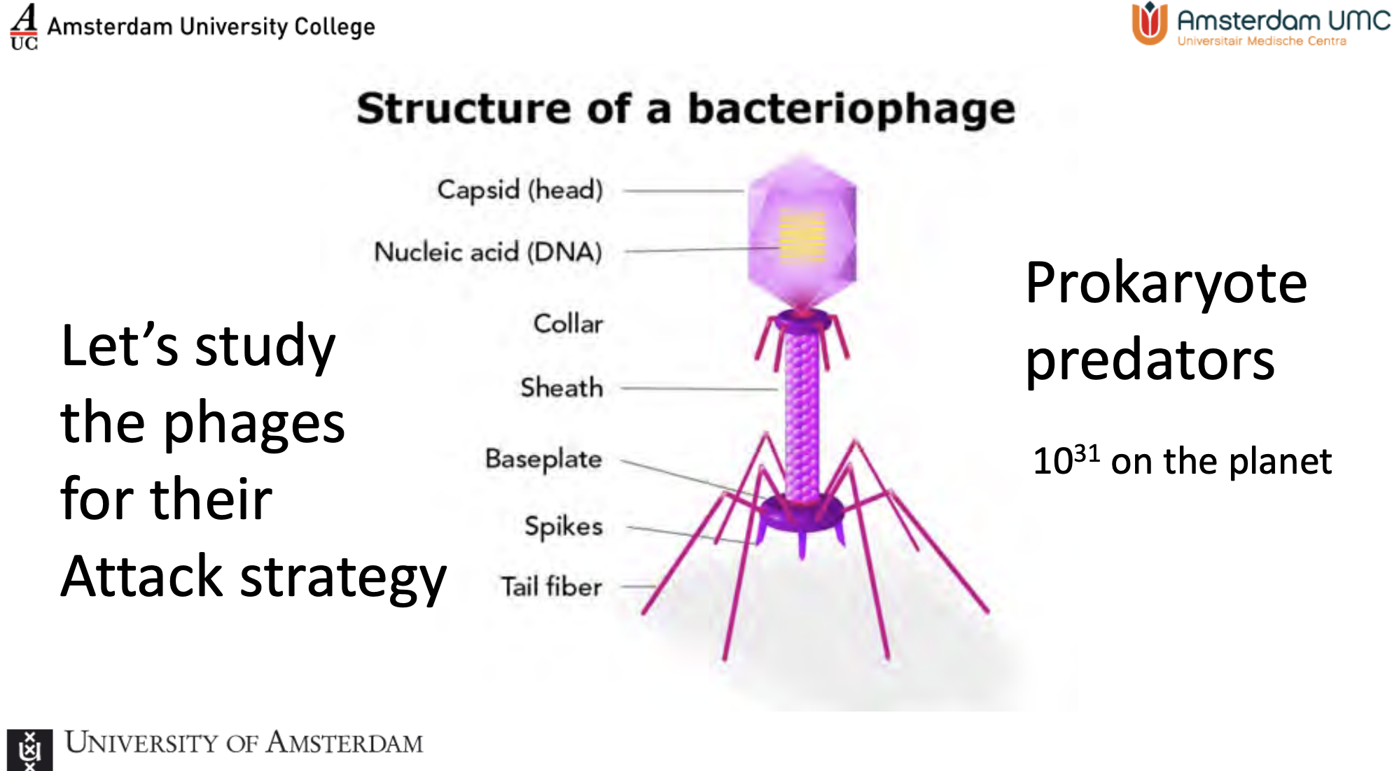 <ol><li><p><span style="background-color: transparent;">Capsid: head,&nbsp;</span></p><ol><li><p><span style="background-color: transparent;">A protective protein shell that <strong>encloses and shields the viral genetic material</strong> from environmental damage.</span></p></li></ol></li><li><p><span style="background-color: transparent;">Nucleic acid, holds DNA</span></p><ol><li><p><span style="background-color: transparent;">The genetic blueprint (<strong>DNA or RNA</strong>) that contains the instructions to hijack the host bacterium and replicate new viruses.</span></p></li></ol></li><li><p><span style="background-color: transparent;">Collar</span></p><ol><li><p><span style="background-color: transparent;">A connecting structure that <strong>attaches the head to the tail</strong> and can help regulate tail contraction.</span></p></li></ol></li><li><p><span style="background-color: transparent;">Sheath&nbsp;</span></p><ol><li><p><span style="background-color: transparent;">A tubular "syringe" that <strong>contracts to inject the viral DNA</strong> into the bacterium.</span></p></li></ol></li><li><p><span style="background-color: transparent;">Baseplate&nbsp;</span></p><ol><li><p><span style="background-color: transparent;">The control center at the bottom of the sheath that <strong>triggers the injection mechanism</strong> once the virus hooks onto the host.</span></p></li></ol></li><li><p><span style="background-color: transparent;">Spikes</span></p><ol><li><p><span style="background-color: transparent;">Small projections that <strong>pierce the outer membrane</strong> of the bacterium to secure a firm grip</span></p></li></ol></li><li><p><span style="background-color: transparent;">Tail fiber</span></p><ol><li><p><span style="background-color: transparent;">Long, leg-like proteins that <strong>recognize and bind to specific receptors</strong> on the surface of the target bacteria.</span></p></li></ol></li></ol><p></p>