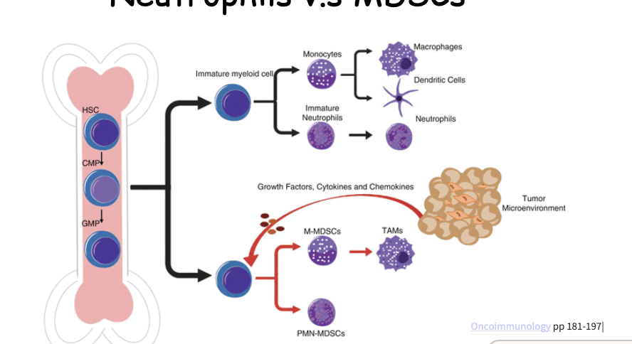 <p>in cancer fields -FYI</p><p>during acute infection or chronic when body needs bone marrow constantly producing neutrophils can have an imbalance and body cannot meet the demand and will send immature cells</p><p>the immature neutrophils in the cancer literature is described as unique type of suppressive cells have surface markers similar to neutrophils</p><p>MDSCs produces iNos, Arginase, it is mediated through metabolic competition</p>