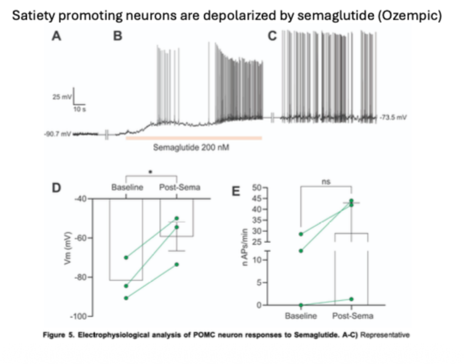 <p>Satiety promoting neurons are depolarized by semaglutide (Ozempic).</p><p>Ozempic is a GLP1 receptor agonist. Ozempic differs in structure to ozempic so that…</p>