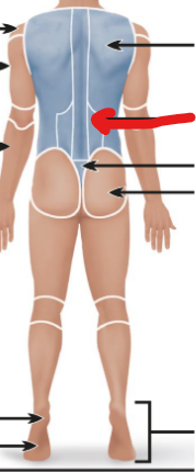 <p>the lower back centre area </p>