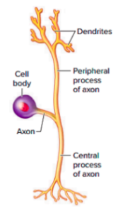 <p>An axon, No dendrites, Single process extending from the cell body</p>