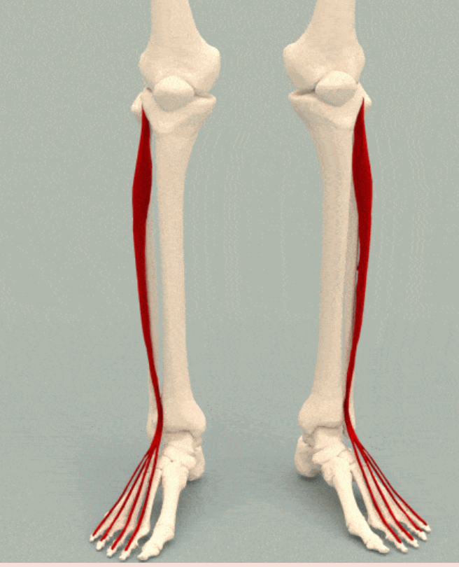 <p>What is the action of the extensor digitorum longus?</p>