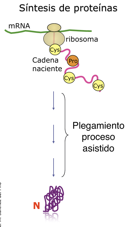 <ul><li><p><span>El citosol es un medio densamente empaquetado (<em>macromolecular crowding</em>), repleto de macromoléculas, metabolitos y nutrientes sin huecos libres</span></p></li><li><p><span>Esto favorece interacciones aberrantes no deseadas entre regiones hidrofóbicas expuestas de cadenas nacientes, lo que provocaría su agregación irreversible y una pérdida masiva de energía para la célula</span></p></li><li><p><span><strong>Solución:</strong> El plegamiento ocurre acoplado a la traducción como un <strong>proceso asistido y catalizado</strong> mediante chaperonas moleculares, enzimas aceleradoras y factores de transporte</span></p></li></ul><p></p>