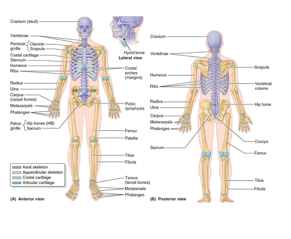 <p><span>Consists of:</span></p><p><span>•Bones of limbs</span></p><p><span>•Pectoral girdle</span></p><p><span>Pelvic girdle</span></p>