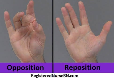 <p>putting your <strong>thumb back to original position</strong> (away from pointer finger)</p><ul><li><p>detail: returning thumb to <em>original position after opposition</em></p></li></ul><p></p>
