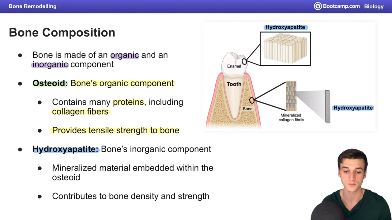 <ul><li><p>bone’s organic component</p></li><li><p>proteins, collagen fibers</p></li><li><p>gives strength and flexibility</p></li></ul><p></p>