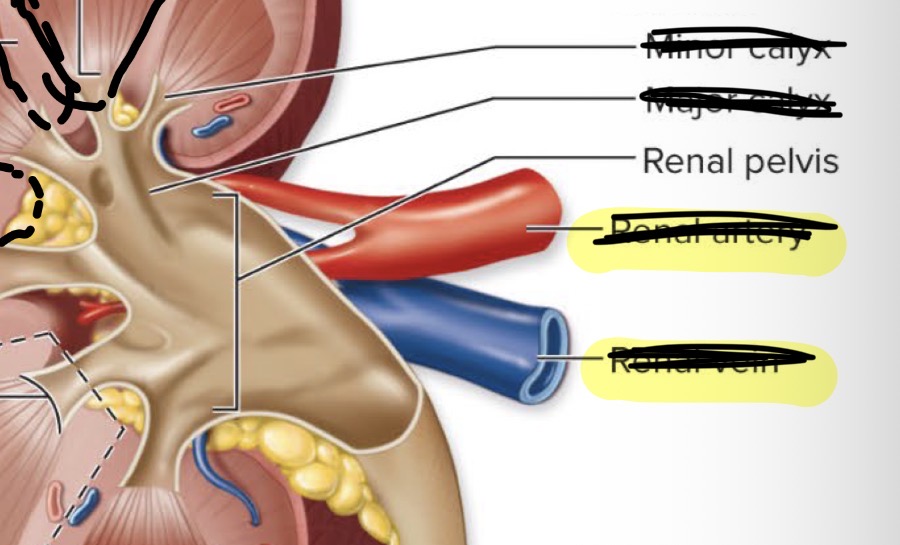 <ul><li><p>renal hilum</p></li><li><p>Renal/Fibrous capsule</p></li><li><p>Renal artery</p></li><li><p>Renal vein</p></li><li><p>Ureter</p></li></ul><p></p>