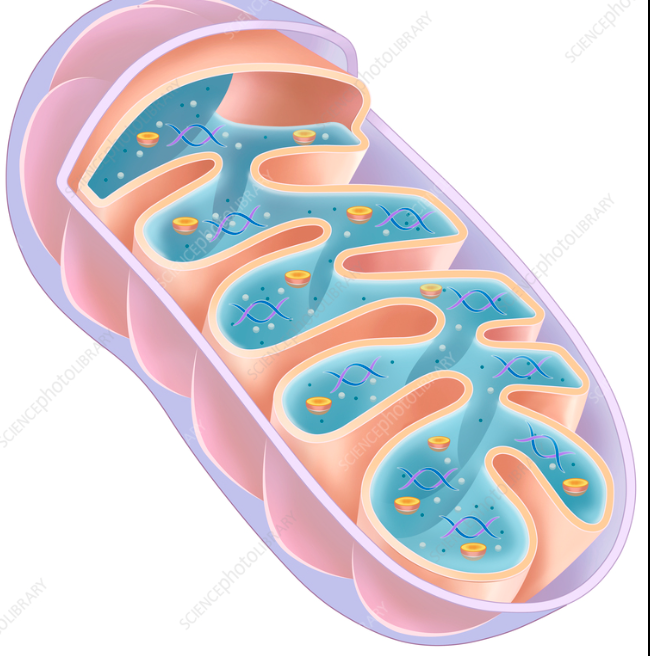 <p> mitochondria</p>