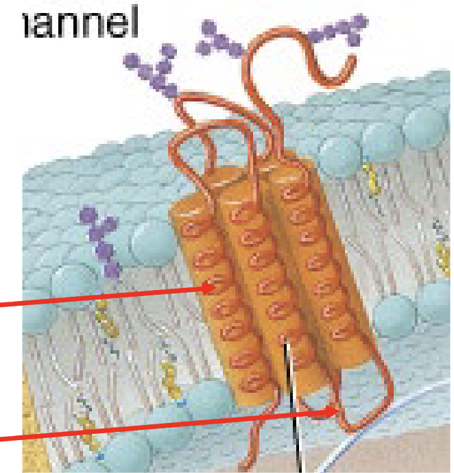 <p>Integral membrane proteins are amphipathic meaning:</p>
