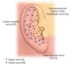 <p>Anterior to meatus: *auriculotemporal nerve* from mandibular trigeminal *V3*</p><p>Posterior to meatus, helix, antihelix & lobule: *great auricular nerve* from *C2-3*</p>