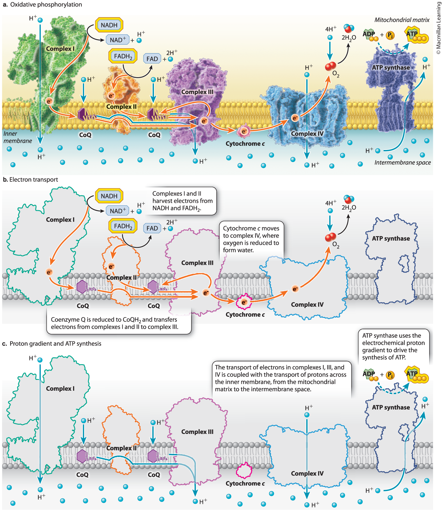 <p><span style="color: rgb(255, 105, 180);"><strong>The movement of electrons along the electron transport chain in the inner mitochondrial membrane is coupled to the transfer of protons through several enzyme complexes and electron carriers</strong></span></p><ol><li><p>Electrons donated by NADH enter through complex I, and electrons donated by FADH<sub>2</sub> enter through complex II</p></li><li><p>From complexes I and II, coenzyme Q (CoQ) picks up electrons and transfers them to complex III</p></li><li><p>Complex III donates electrons to cytochrome c, which in turn transfers them to complex IV, which then donates them to the final electron acceptor, oxygen</p></li><li><p>As the electrons pass through the complexes, protons are pumped into the intermembrane space</p><ul><li><p>This creates a concentration and charge gradient, providing a source of potential energy that is then used to drive the synthesis of ATP</p></li></ul></li></ol><p></p>