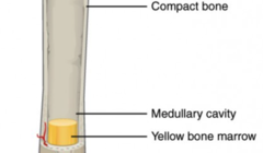 <p>The cavity in a hollow long bone that stores yellow marrow.</p>