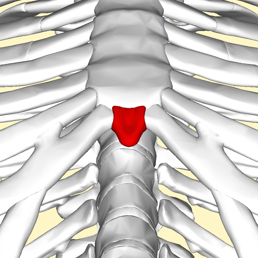 <p>The small cartilaginous process comprising the lower part of the sternum.</p>