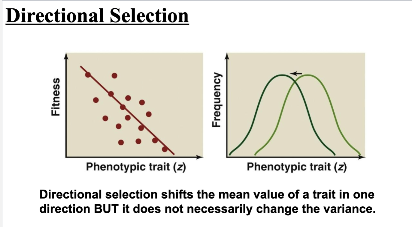<p>Individuals at one extreme of a character distribution contribute more offspring to the next generation → shifts the mean, does not necessarily change variance</p>