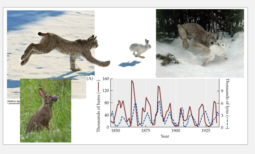 <p>Snowshoe hares and Canada lynx predators</p>