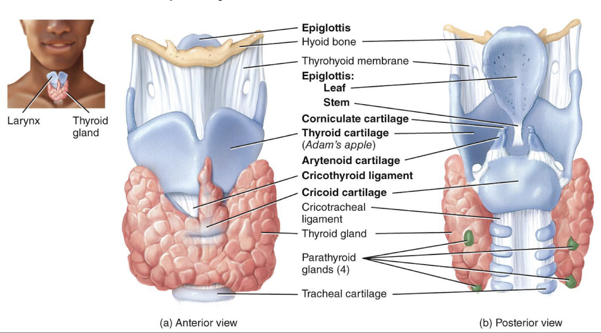 <p>passageway that connects the pharynx and trachea, contains vocal folds which produce sound when they vibrate</p>