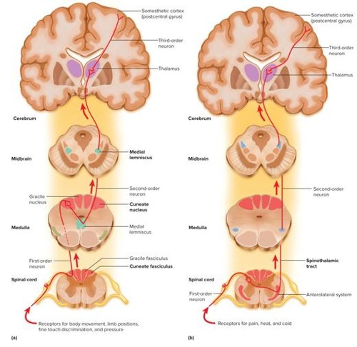 <p>Transmits signals up and down; connects brain and body</p>