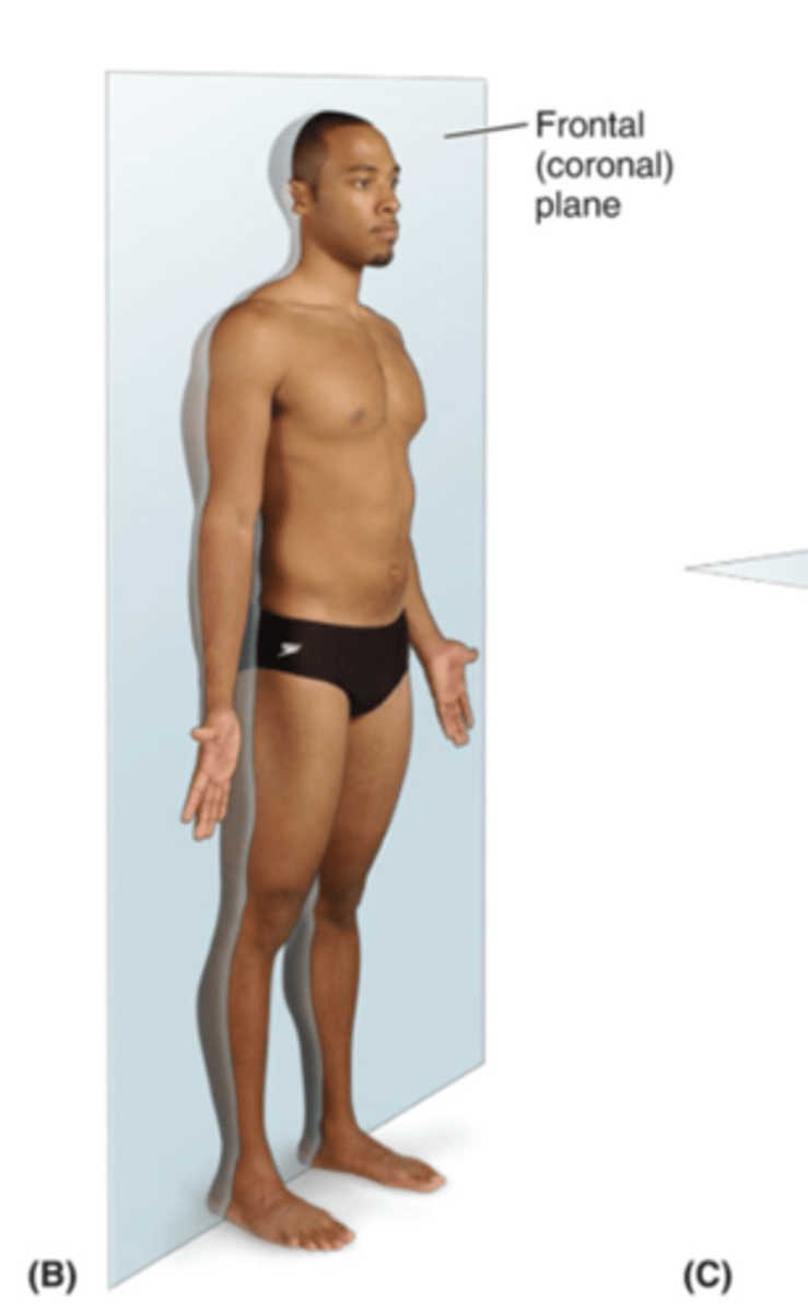 <p>vertical plane dividing the body or structure into anterior (front) and posterior (back) portions</p>
