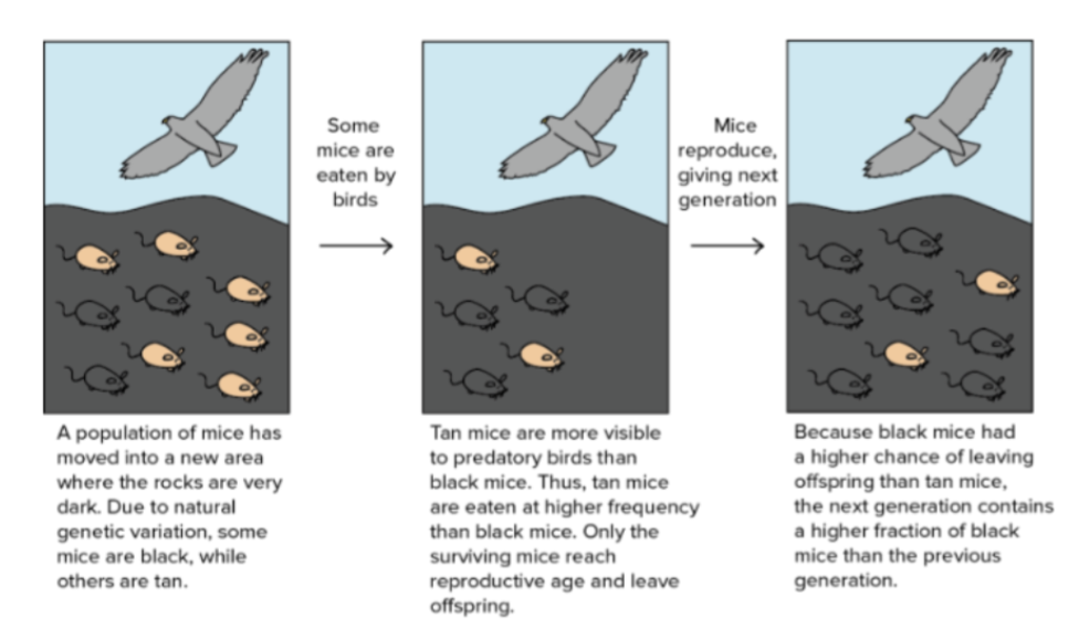 <p>The savored survival of certain traits over others </p><ul><li><p>ex: galapagos finches</p></li></ul><p></p>