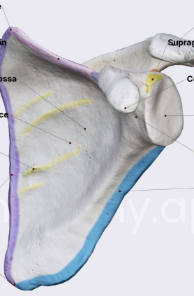 <p>purple and blue parts</p>