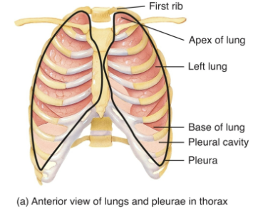 <p>The lungs receive blood via two sets of arteries</p><ul><li><p>Pulmonary arteries carry deoxygenated blood from the right heart to the lungs for oxygenation</p></li><li><p>Bronchial arteries branch from the aorta and deliver oxygenated blood to the lungs (primarily the muscular walls of the bronchi and bronchioles)</p></li><li><p>Ventilation-perfusion coupling: matches perfusion (blood flow) of areas in the lungs to ventilation (airflow) in that area</p></li></ul><p>Lungs are divided into lobes by fissures.</p><ul><li><p>The right lung: oblique and horizontal fissure: 3 lobes</p></li><li><p>The left lung: oblique fissure: 2 lobes</p></li><li><p>Each lobe receives it own 2o bronchus that branches into 3o segmental bronchi (which continue to further divide)</p></li><li><p>Apex of the lung: superior, extends slightly above the clavicles.</p></li><li><p>Base of the lungs: on the diaphragm.</p></li><li><p>Cardiac notch – (indentation for the heart) makes the left lung slightly smaller than the right lung.</p></li></ul><p>Each lung is enclosed by a double-layered pleural membrane.</p><ul><li><p>parietal pleura: line the walls of the thoracic cavity.</p></li><li><p>visceral pleura: adhere tightly to the lungs</p></li></ul><p>On each side of the thorax, a pleural cavity is formed.</p><ul><li><p>The integrity is crucial to the mechanism of breathing.</p></li><li><p>Pleural fluid: reduces friction.</p></li><li><p>Mechanical coupling: surface tension moves two layers together</p></li></ul><p></p>