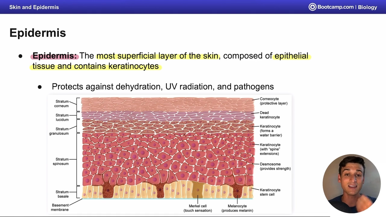 <p>UV, dehydration, and pathogens </p>